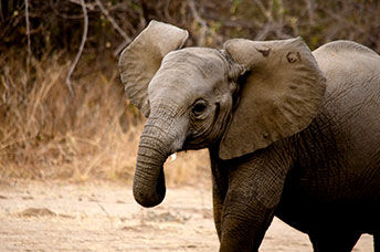 Zambia
