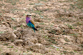Zambia