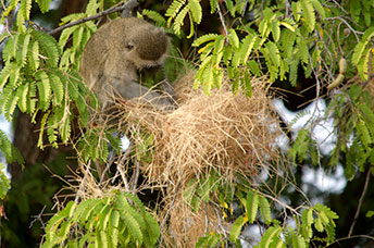 Zambia