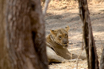Zambia