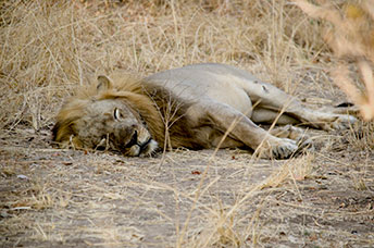 Zambia