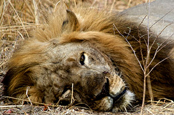 Zambia