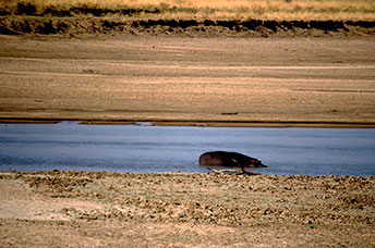 Zambia