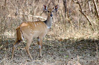 Zambia