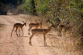 Zambia