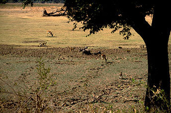 Zambia