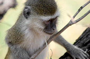Zambia