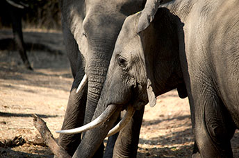 Zambia