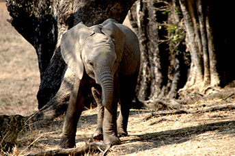 Zambia