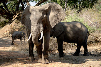 Zambia