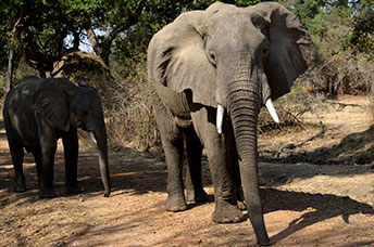 Zambia