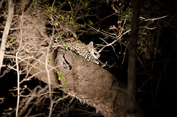 Zambia