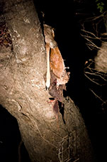 Zambia