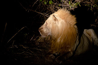 Zambia