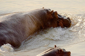 Zambia