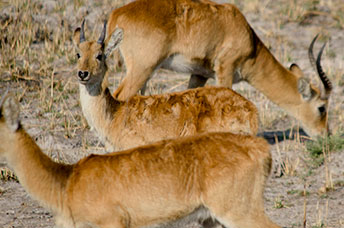 Zambia