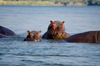 Zambia