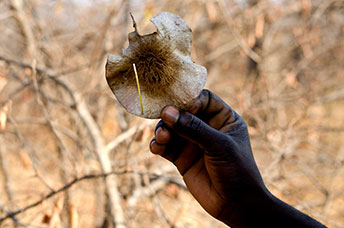 Zambia