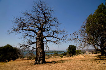Zambia