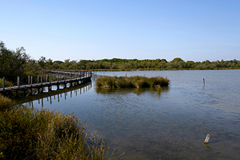 Camargue