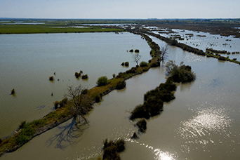 Camargue