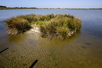 Camargue