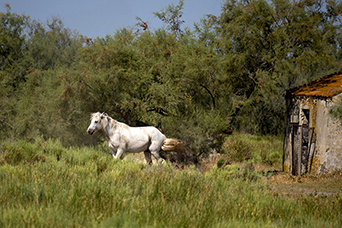 Camargue
