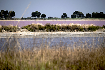 Camargue