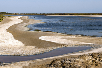 Camargue