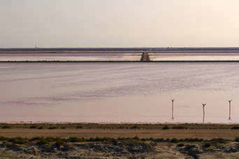 Camargue