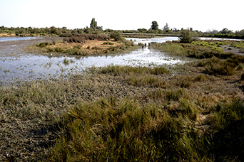 Camargue
