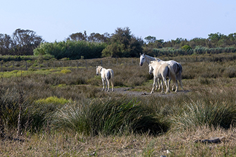 Camargue