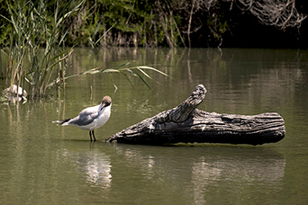 Camargue