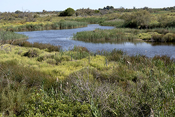 Camargue