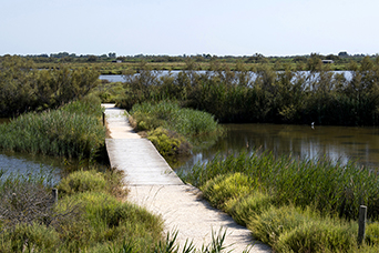 Camargue