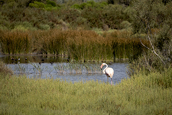Camargue