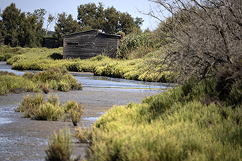 Camargue