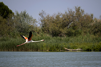 Camargue