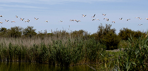 Camargue